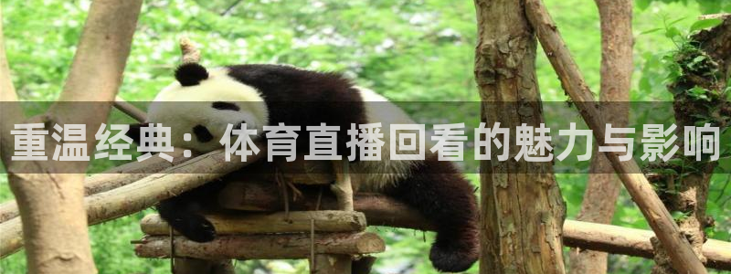 9255tv直播nba在线直播：重温经典：体育直播回看的魅力与影响