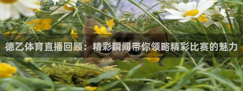 9255tv直播nba在线直播：德乙体育直播回顾：精彩瞬间带你领略精彩比赛的魅力