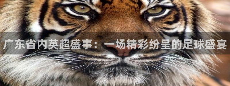 9255tv直播无插件nba：广东省内英超盛事：一场精彩纷呈的足球盛宴